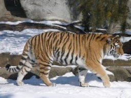 Tigre de la Caspienne